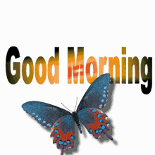 Good morning butterfly