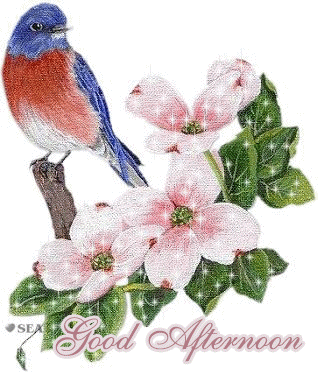 Good Afternoon With Sparrow Image